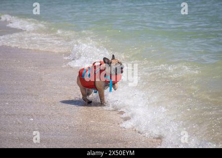 Französische Bulldogge mit Schwimmweste in Ocean Surf, Florida, USA Stockfoto