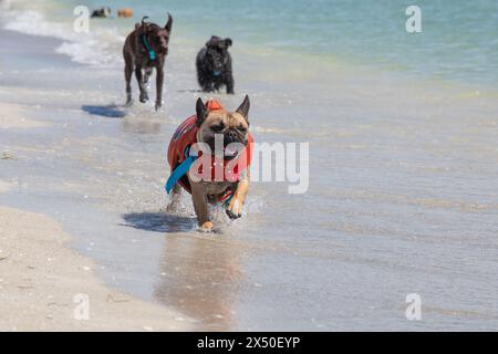 Französische Bulldogge mit Schwimmweste, die am Strand läuft, mit einem deutschen Kurzhaarzeiger und einem Cockapoo, Florida, USA Stockfoto