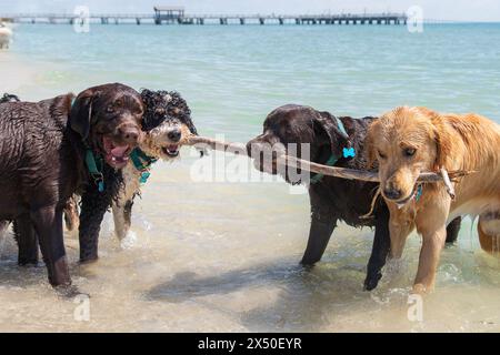 Vier Hunde stehen im Ozean und beißen einen Stock, Florida, USA Stockfoto