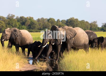 Eine Herde afrikanischer Elefanten spaziert in der Savanne auf der Suche nach Nahrung, umgeben von grüner Vegetation während der Regenzeit. Chobe-Nationalpark, Botswana Stockfoto