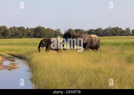 Eine Herde afrikanischer Elefanten spaziert in der Savanne auf der Suche nach Nahrung, umgeben von grüner Vegetation während der Regenzeit. Chobe-Nationalpark, Botswana Stockfoto