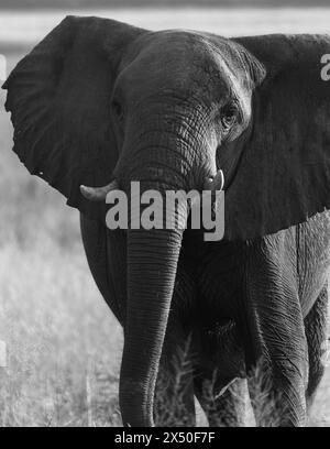 Ein einzelner Elefant spaziert in der Savanne. Schwarzweiß-Fotografie. Chobe Nationalpark, Botswana, Afrika. Nahaufnahme Stockfoto