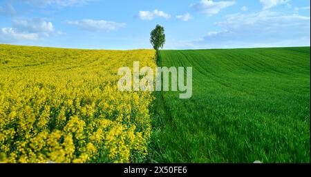 Panorama von wunderschönen, farbenfrohen Raps- und Weizenfeldern unter einer Birke vor dem blauen Himmel Stockfoto