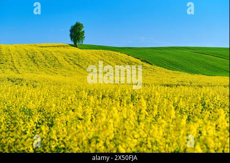 In der Mitte der Felder, die kontrastierende Farben wie eine Leinwand malen, steht ein einzelner Baum, der in gelben Rapssamen und grünen Weizen gehüllt ist, der ausstrahlt Stockfoto
