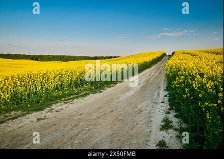 Eine sandige Straße, die sich malerisch zwischen goldenen Rapsfeldern schlängelt, die mit ihren leuchtenden Frühlingsblumen einen Kontrast zum Stift bilden Stockfoto