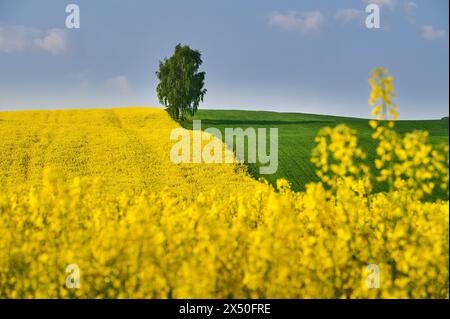 Frühlingsfeld aus Weizen und Raps umgeben eine einsame Birke auf einem Hügel unter blauem Himmel Stockfoto