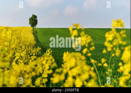 Im Herzen des Feldes, zwischen zwei Feldern, gibt es eine einzelne Birke, die den Himmel umgibt, umgeben von gelbem Rapssaat und grünem Weizen Stockfoto