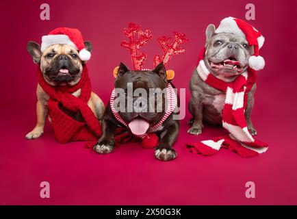 Blue Brindle French Bulldog, Bulldogge Mix und Kitz Bulldogge gekleidet in festliche Weihnachtsoutfits, sitzen Seite an Seite vor einem roten Hintergrund Stockfoto