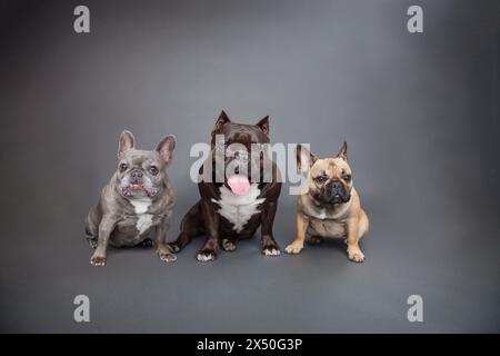 Blue Brindle French Bulldog, Bulldogge Mix und Rehkitz Bulldogge sitzen nebeneinander vor einem grauen Hintergrund Stockfoto