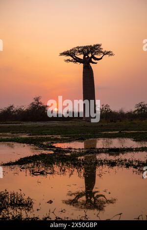 Reflexion eines Baobab-Baumes auf einer überfluteten Feldstraße, Avenue of the Baobabs (Alley of the Baobabs), Menabe, Madagaskar Stockfoto