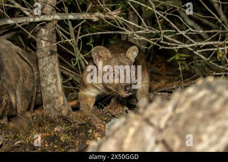 Nahaufnahme einer Fossa, die sich im Unterholz versteckt, Menabe Antimena, Menabe, Madagaskar Stockfoto