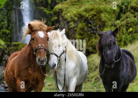 Nahaufnahme von drei verschieden farbigen isländischen Pferden, die vor Irarfoss stehen, Süd-Island, Island Stockfoto