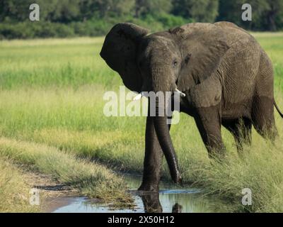 Ein einzelner Elefant spaziert durch die Savanne und sucht nach Nahrung, umgeben von grüner Vegetation während der Regenzeit. Chobe Nationalpark Stockfoto