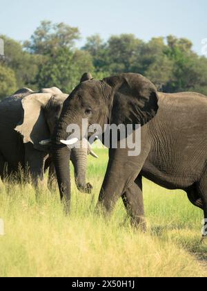 Eine Herde afrikanischer Elefanten spaziert in der Savanne auf der Suche nach Nahrung, umgeben von grüner Vegetation während der Regenzeit. Chobe-Nationalpark, Botswana Stockfoto