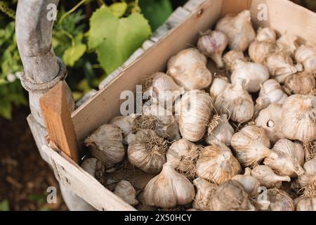 Nahaufnahme einer Kiste mit frisch geerntetem Knoblauch auf einer Gartenbank in der Herbstsonne, Weißrussland Stockfoto