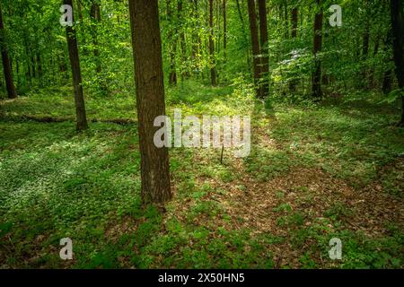 Sonnenlicht im grünen Maiwald, Blick in Ostpolen Stockfoto