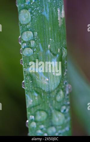 Wassertropfen auf einem Grasblatt, Nahaufnahme Stockfoto