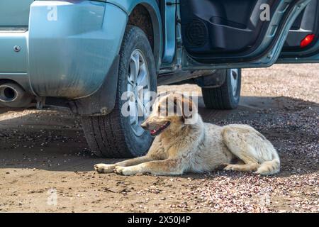 Streunender Hund, der in der Nähe des Autos ruht Stockfoto