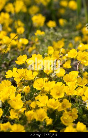 Gelbe Blüten auf einer Wiese im Frühling. Geringe Schärfentiefe Stockfoto
