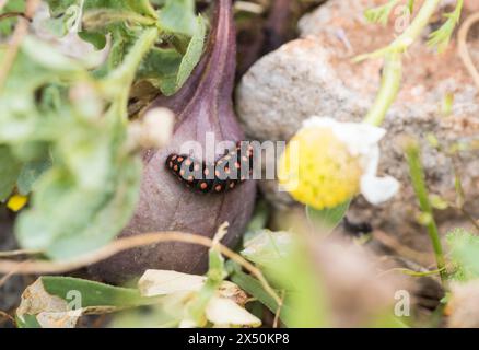 Raupe eines falschen Apollo (Archon apollinus) auf einem Geburtskraut (Aristolochia sp.) - Es ist eine Lebensmittelpflanze Stockfoto