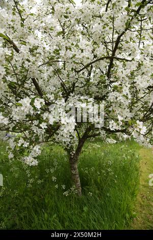 Weiße Apfelblüte Stockfoto