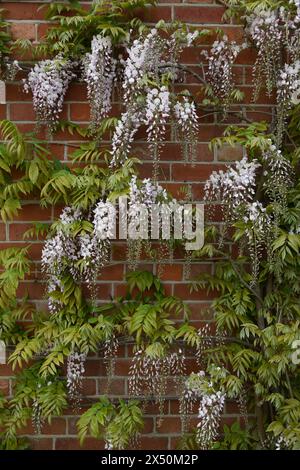 Wisteria in voller Blüte an einer Wand Stockfoto