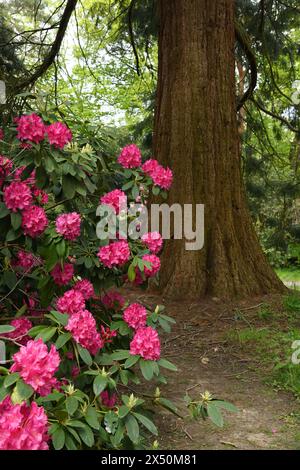 Rhodadendron und Kanadischer Mammutbaum Stockfoto