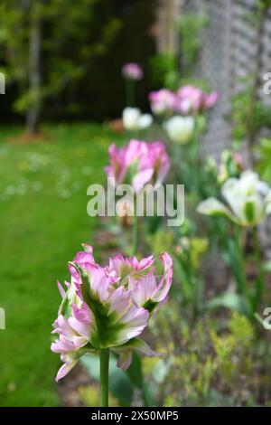 Pinkfarbene Tulpen mit Fransenkanten Stockfoto