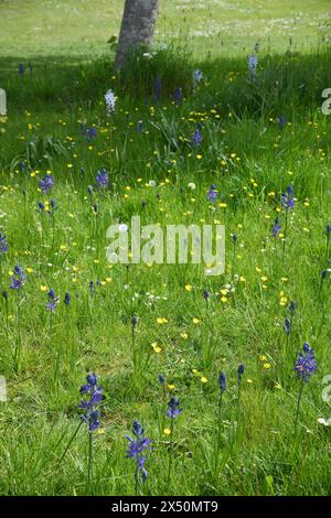 Kein Mähen Mai Stockfoto