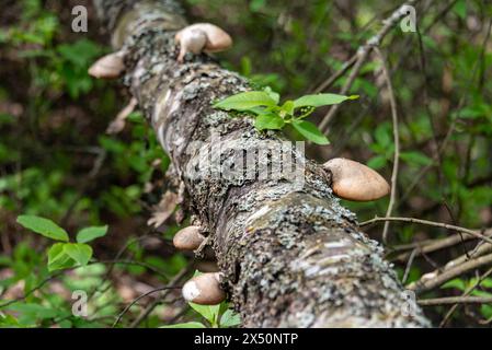 Ein umgestürzter Baum in einem üppigen Wald dient als Nährboden für eine Gruppe wilder Pilze, die einen Lebenskreis veranschaulichen. Stockfoto