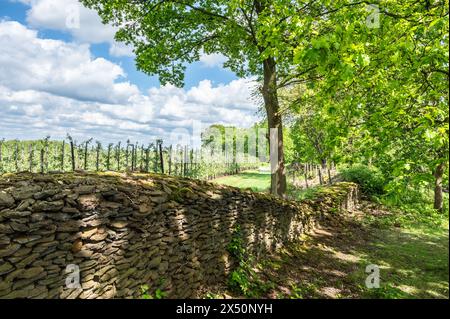 Historische Weinbaumauer in Belgien. Stockfoto