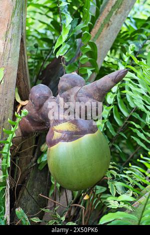 Junge weibliche Coco de Mer Nuss im botanischen Garten, Mahe Seychelles. Stockfoto