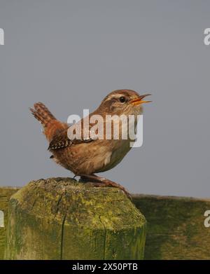 Männliche Zauner singen, um ihr Territorium von prominenten Posten oder Zweigen zu erklären. Stockfoto