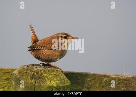 Männliche Zauner singen, um ihr Territorium von prominenten Posten oder Zweigen zu erklären. Stockfoto