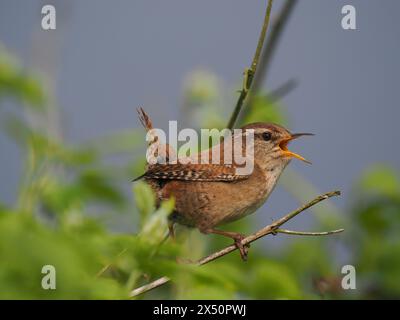 Männliche Zauner singen, um ihr Territorium von prominenten Posten oder Zweigen zu erklären. Stockfoto