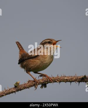 Männliche Zauner singen, um ihr Territorium von prominenten Posten oder Zweigen zu erklären. Stockfoto