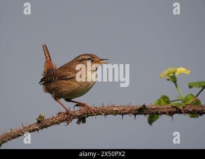 Männliche Zauner singen, um ihr Territorium von prominenten Posten oder Zweigen zu erklären. Stockfoto