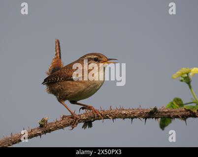 Männliche Zauner singen, um ihr Territorium von prominenten Posten oder Zweigen zu erklären. Stockfoto