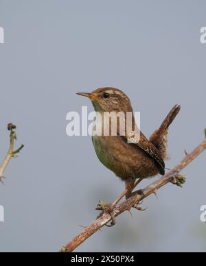 Männliche Zauner singen, um ihr Territorium von prominenten Posten oder Zweigen zu erklären. Stockfoto