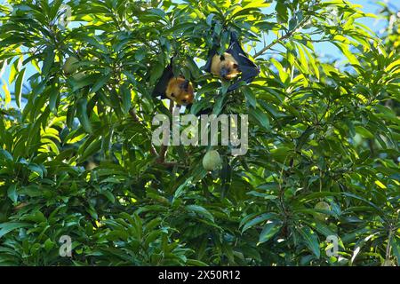 Zwei Fledermäuse, fliegende Fuchs, die auf der Seite unten im Mangobaum hängen, Mahe, Seychellen Stockfoto