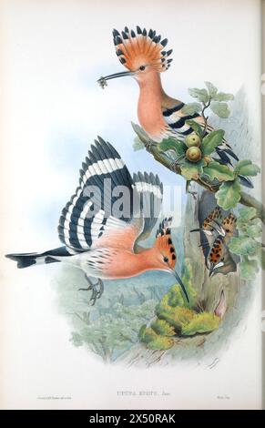 Eurasian Wiedehopf (Upupa epops) aus John Gould's The Birds of Great Britain. Handkolorierte Lithographien-Familie, dargestellt mit einem Käfer im Schnabel, während Eltern Jungtiere füttern Stockfoto