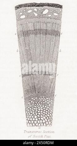 Botanische Gravur des Querschnitts von Markstrahlen aus Scotch Kiefer/Pinus sylvestris. Von William Rhind, 1872 / siehe Hinweise. Stockfoto