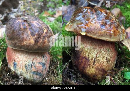 Fotovergleich: Wie viel ein Pilz in zwei Tagen wächst. Der gleiche Pilz im Abstand von zwei Tagen. Neoboletus luridiformis (gepunktete Stielbolete) Stockfoto