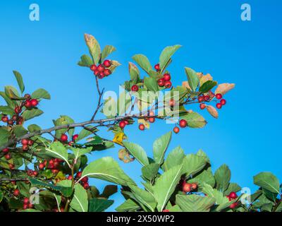 Unteransicht der Früchte des gemeinsamen Cotoneaster (lateinisch: Cotoneaster integerrimus), die auf Ästen vor blauem Himmel reiften. Stockfoto