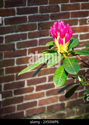 Einzelner Zweig eines Rhododendrons mit roten Blüten und grünen Blättern im Sonnenlicht vor einer unscharfen Ziegelmauer. Stockfoto