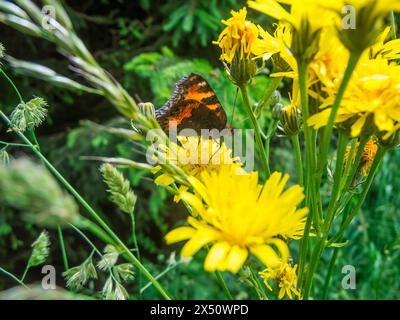 Nahaufnahme eines kleinen Fuchsschmetterlings (lateinisch: Aglais urticae), der auf einer Blume der Himmelskraut (lateinisch: Hieracium umbellatum) sitzt. Stockfoto