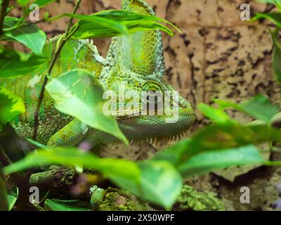 Seitliche Kopfansicht eines jemenitischen Chamäleons (lat: Chamaeleo calyptratus), gut getarnt zwischen grünen Ästen und Blättern. Stockfoto