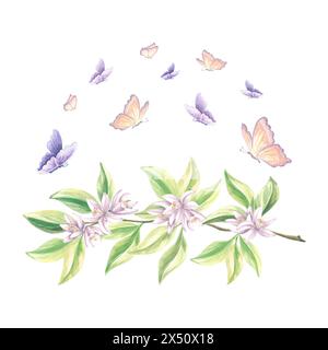 Schmetterlinge flattern über den blühenden Zweig des Zitrusbaums. Hand gezeichnete Aquarellillustration Frühlingsblumen von Orangen. Isolierte Sommervorlage für Stockfoto