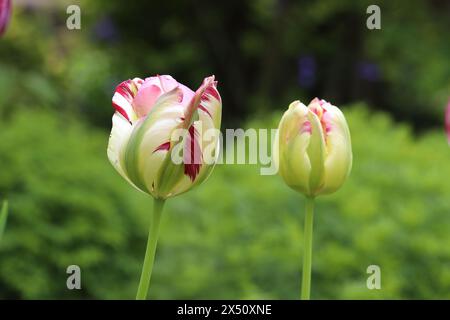 Nahaufnahme von zwei schönen Viridiflora-Tulpen, grüner verschwommener Hintergrund, selektiver Fokus Stockfoto