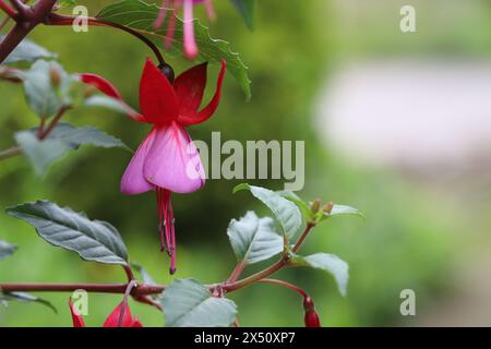 Nahaufnahme der schönen Glockenblüte einer Fuchsia mit roten Sepalen und violetten Blüten zwischen zarten Blattsprossen, Kopierraum, verschwommenem Hintergrund Stockfoto